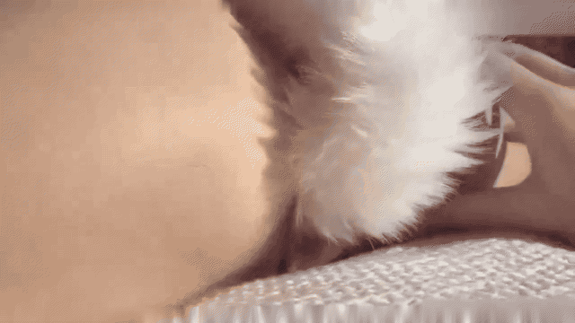 video_5p.gif