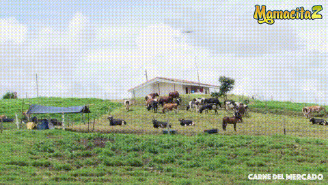Carne Del Mercado - Picked Up A Big Booty Puerto Rican Babe For Sex!_p5.gif