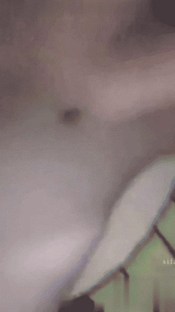 video_80p.gif