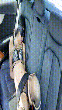 1 (6).gif