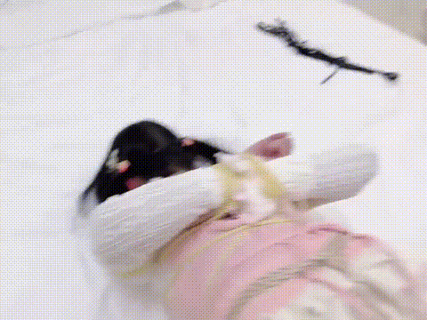 强制高潮调教比基尼失禁特辑 超嫩卡哇伊M属性 被主人爸爸叉入式玩具强制开口口塞电击器.gif