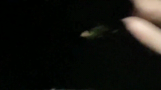 家里缺少管教的美少女偷拿女混混的香烟⭐被发现后把她拉到空地⭐逼迫她脱掉衣服用烟头.gif